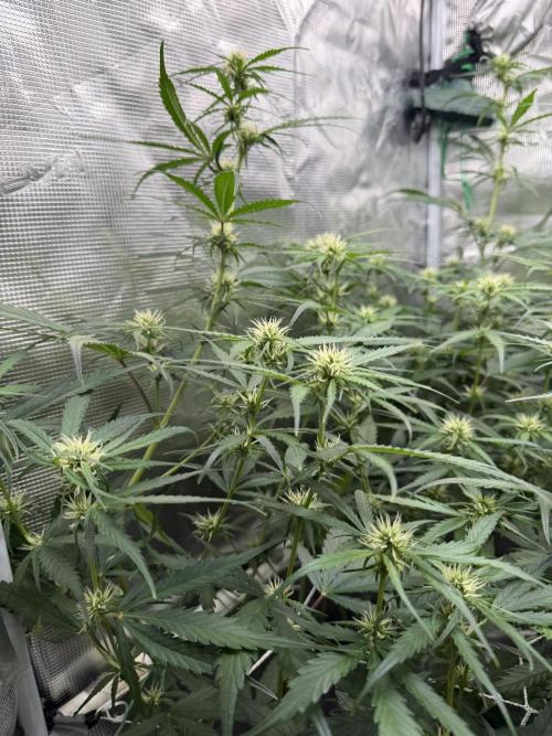 Gelato Auto Sweetness. Week 5