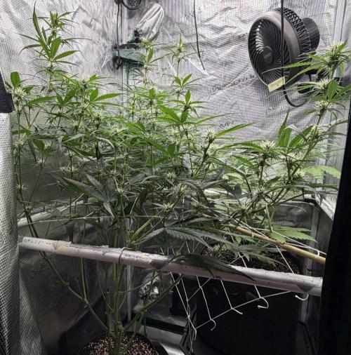 Gelato Auto. Week 5