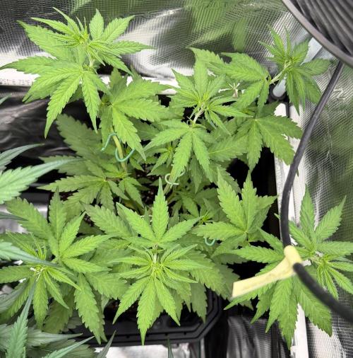 Gorilla Z Soil. Week 3