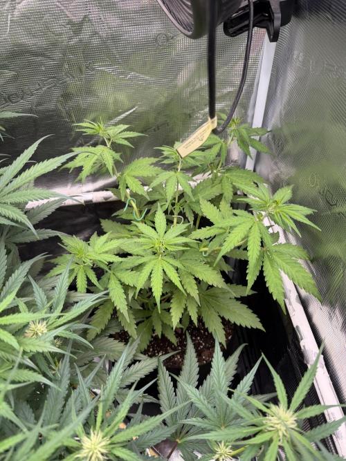 Gorilla Z Soil. Week 3