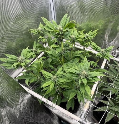 Notorious THC Living Soil. Week 8