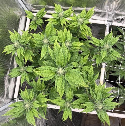 Notorious THC Living Soil. Week 8