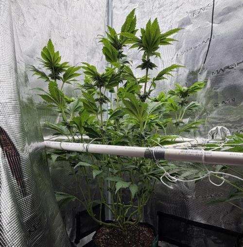 Notorious THC Living Soil. Week 8