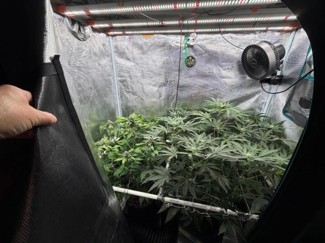 Notorious THC Living Soil. Week 10
