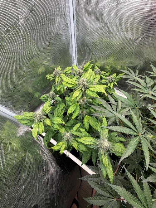 Notorious THC Living Soil. Week 10