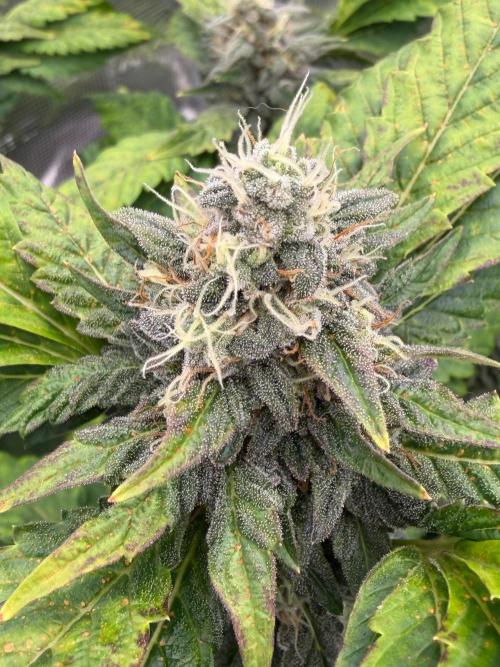 Notorious THC Living Soil. Week 10