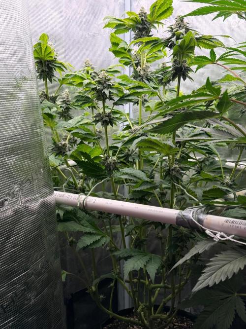 Notorious THC Living Soil. Week 10