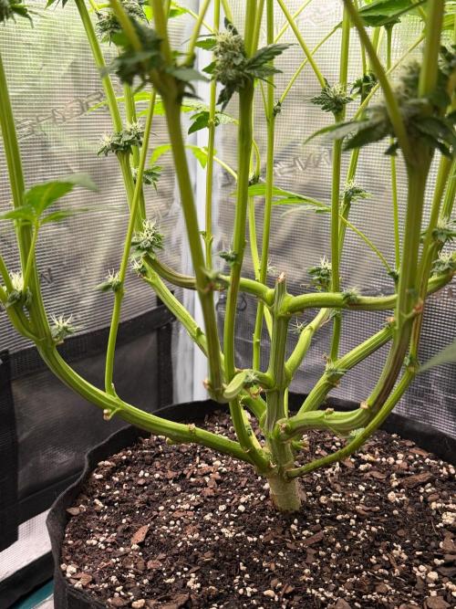 Notorious THC Living Soil. Week 10