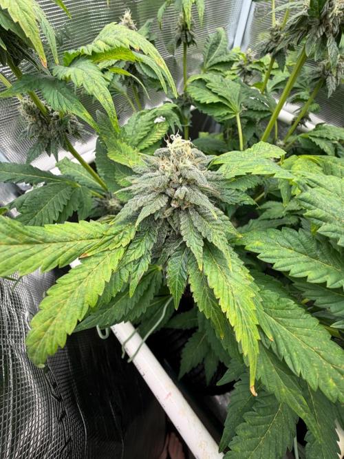 Notorious THC Living Soil. Week 10