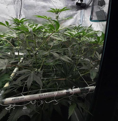 OG Flashback. Week 7