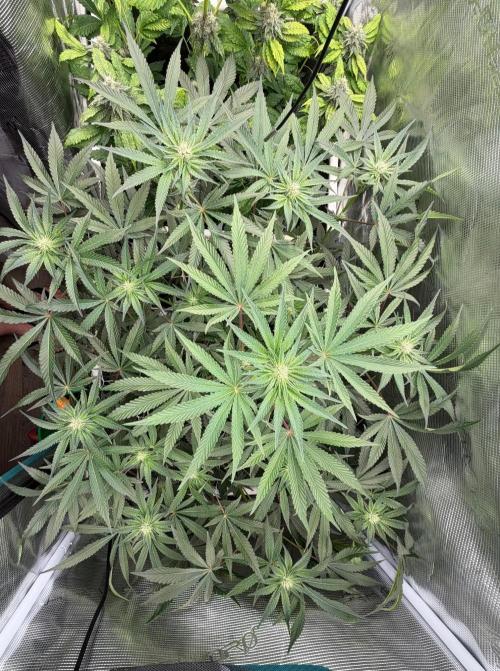 OG Flashback. Week 7