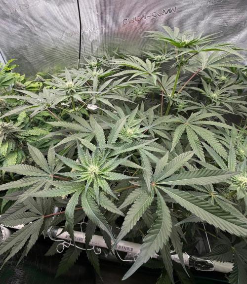 OG Flashback. Week 7