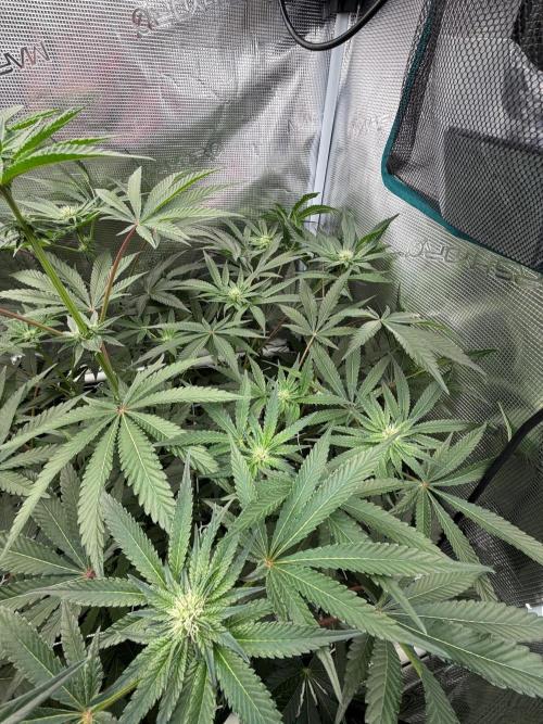 OG Flashback. Week 7