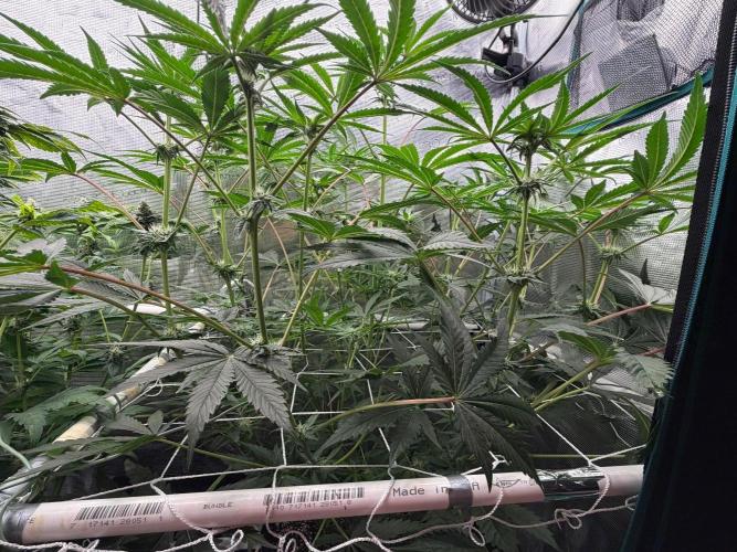 OG Flashback. Week 7
