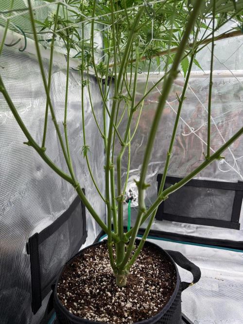 Gelato Auto Sweetness. Week 7