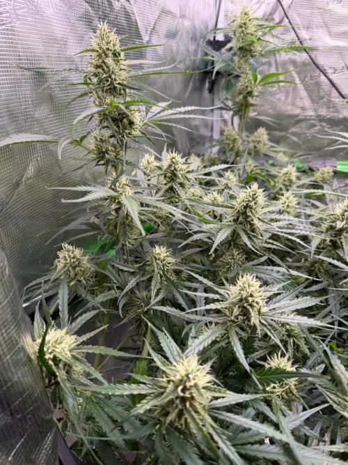 Gelato Auto Sweetness. Week 7