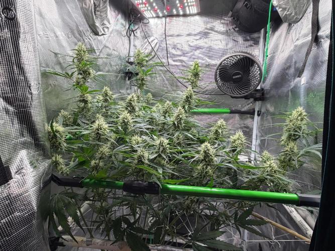 Gelato Auto Sweetness. Week 7
