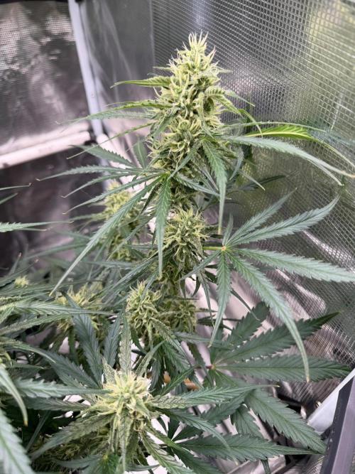 Gelato Auto Sweetness. Week 7