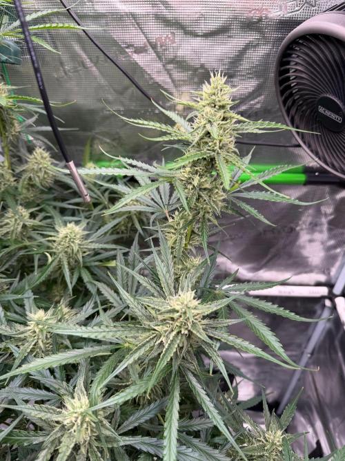 Gelato Auto Sweetness. Week 7