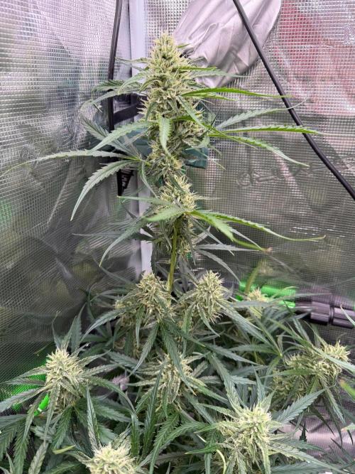 Gelato Auto Sweetness. Week 7