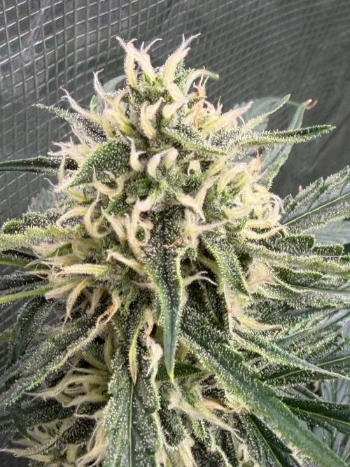 Gelato Auto Sweetness. Week 7