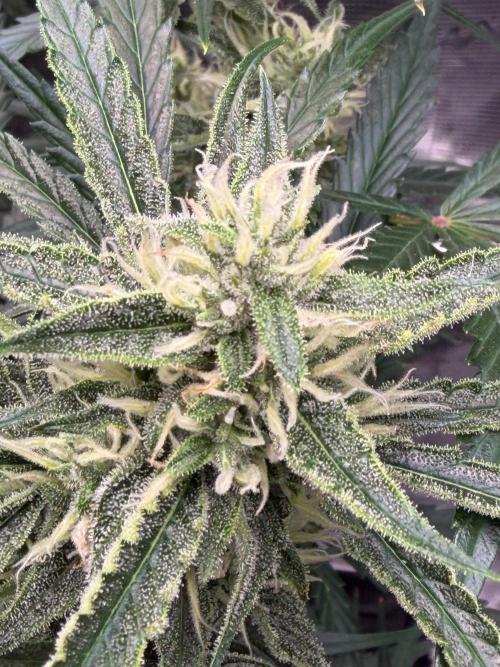 Gelato Auto Sweetness. Week 7