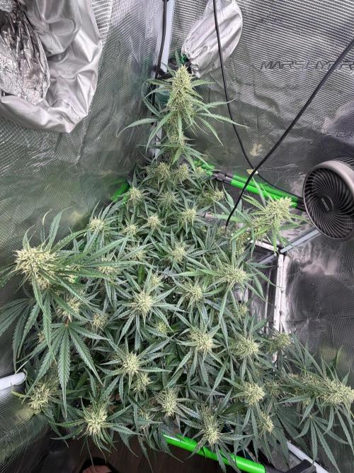 Gelato Auto Sweetness. Week 7