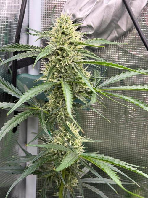 Gelato Auto Sweetness. Week 7