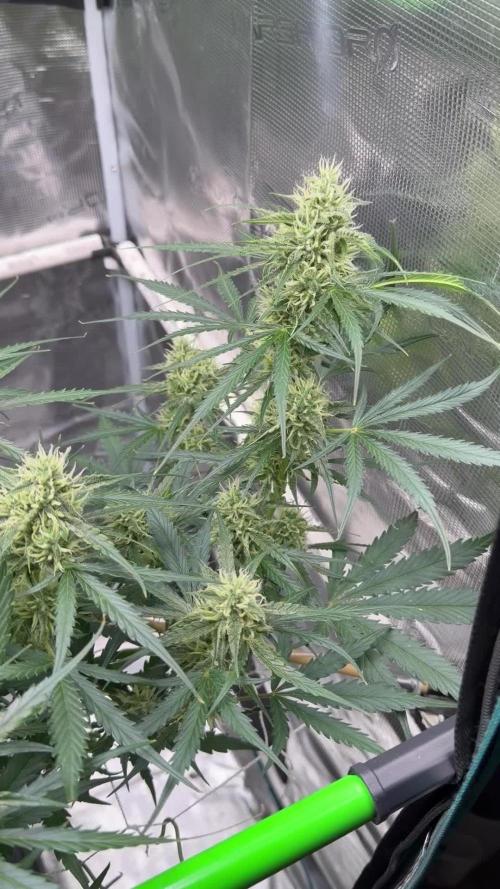 Gelato Auto. Week 7