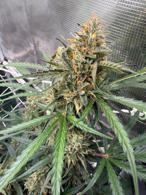 Gelato Auto Sweetness. Week 9