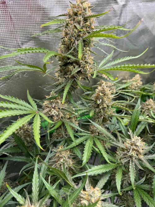 Gelato Auto Sweetness. Week 9