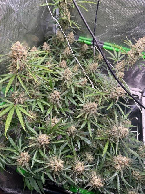 Gelato Auto Sweetness. Week 9