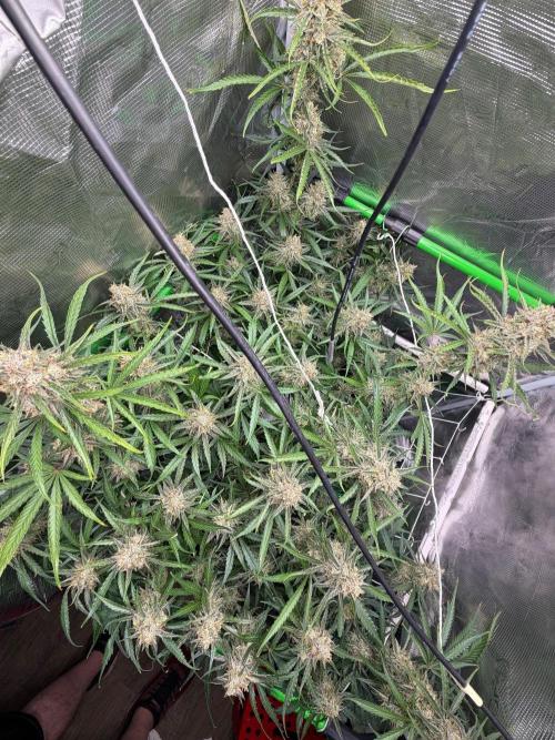 Gelato Auto Sweetness. Week 9
