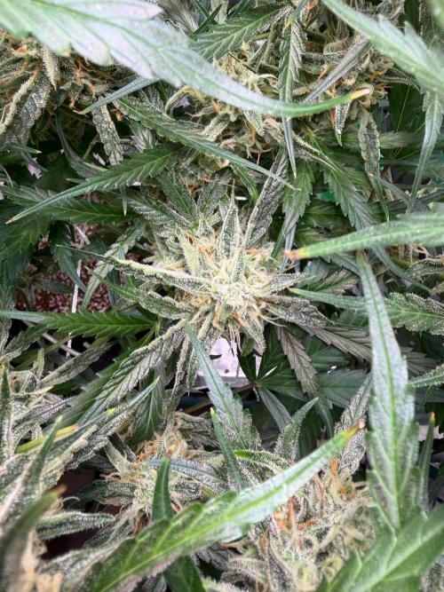 Gelato Auto Sweetness. Week 9