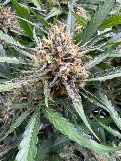 Gelato Auto Sweetness. Week 9