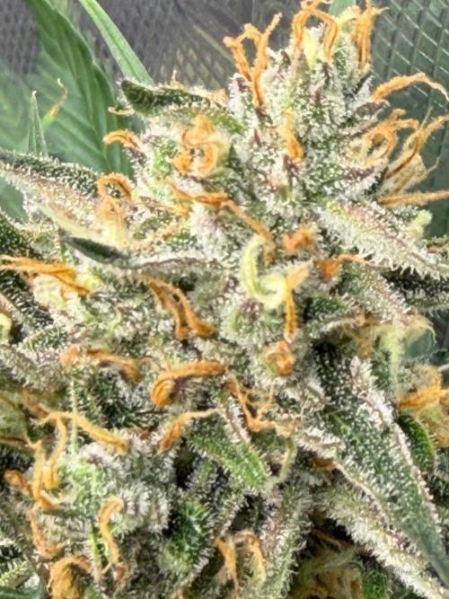 Gelato Auto Sweetness. Week 9