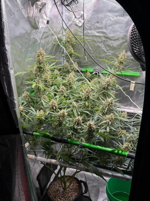 Gelato Auto Sweetness. Week 9
