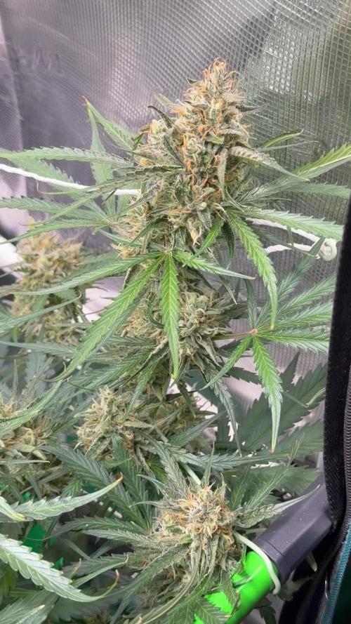 Gelato Auto Sweetness
