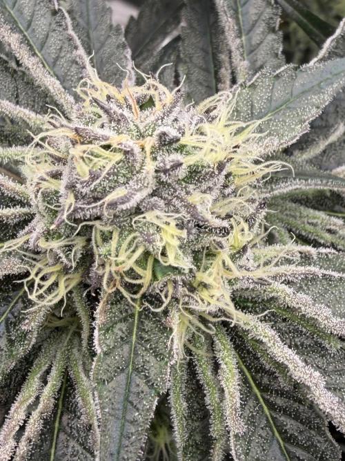 OG Flashback. Week 9
