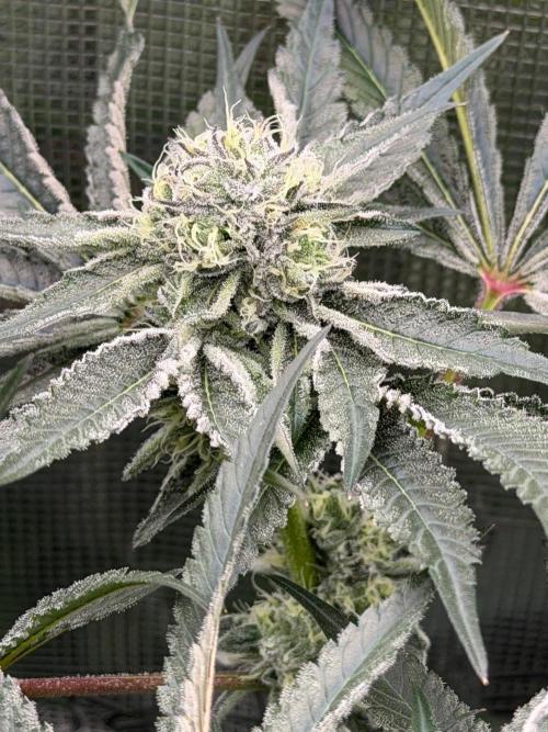OG Flashback. Week 9