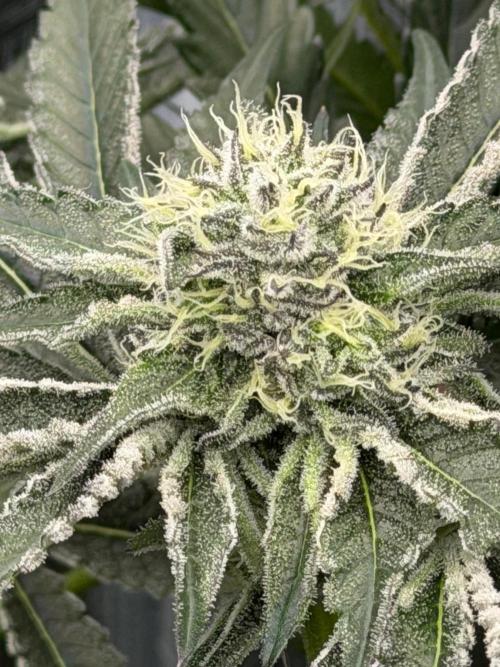 OG Flashback. Week 9