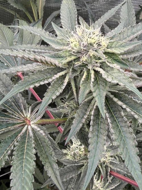 OG Flashback. Week 9