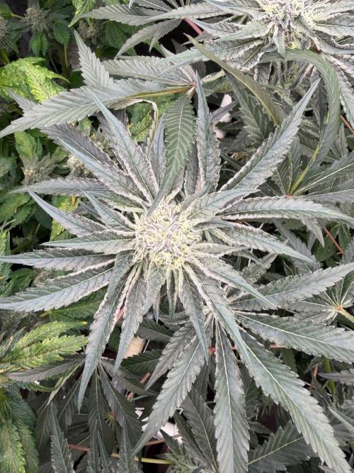 OG Flashback. Week 9