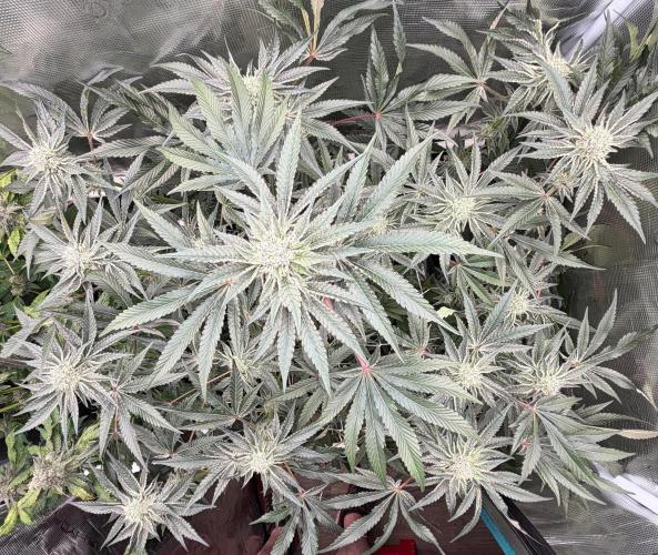 OG Flashback. Week 9