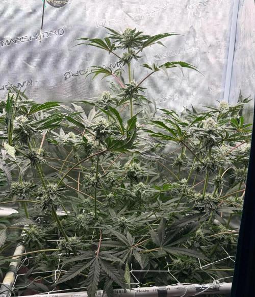 OG Flashback. Week 9