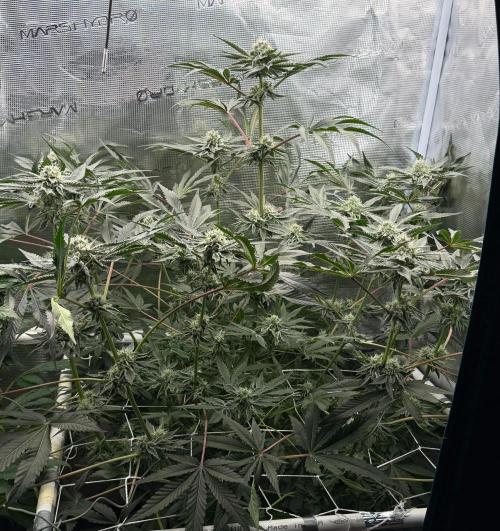 OG Flashback. Week 9