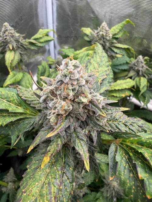 Notorious THC Living Soil. Week 12