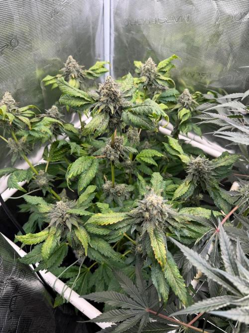 Notorious THC Living Soil. Week 12