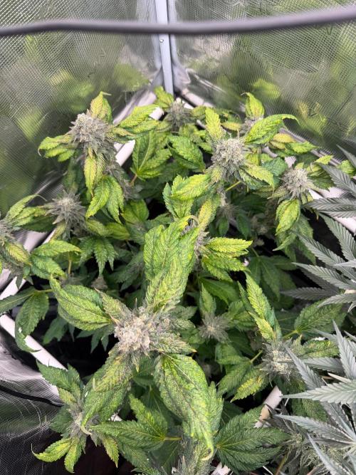 Notorious THC Living Soil. Week 12