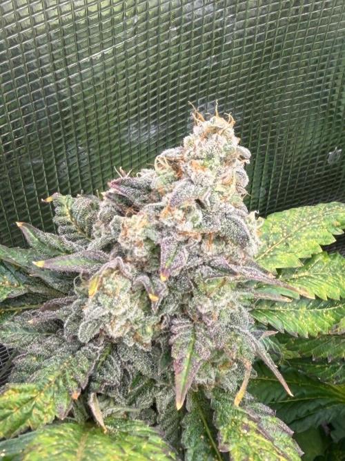 Notorious THC Living Soil. Week 12